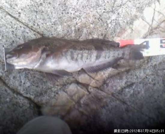 �����ʥ�