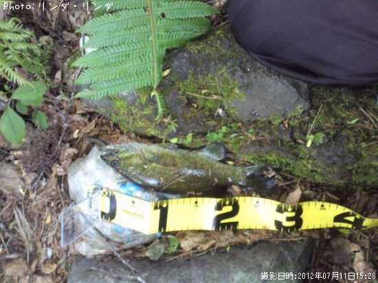 ���⡼��Х�