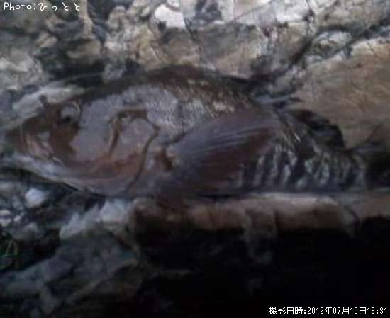 �����ʥ�