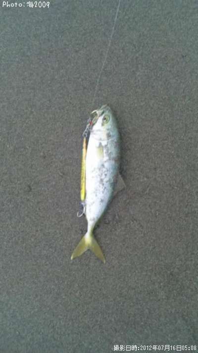 �����å�