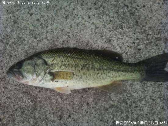 �֥�å��Х�