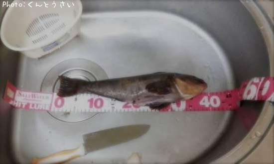 �����ʥ�