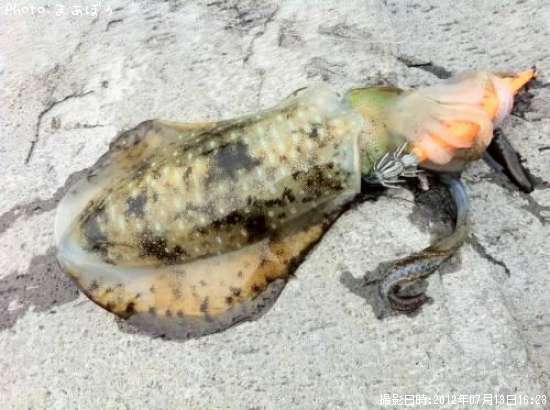 �����ꥤ��