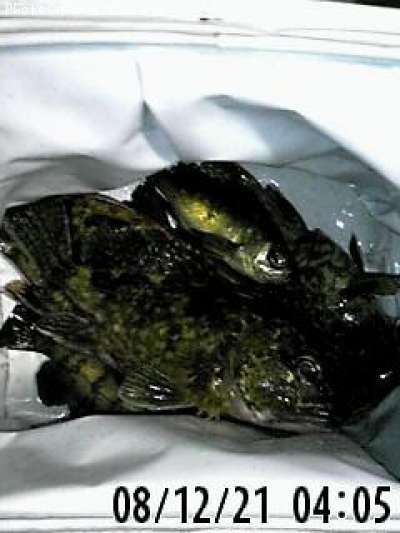 �����顢��Х�