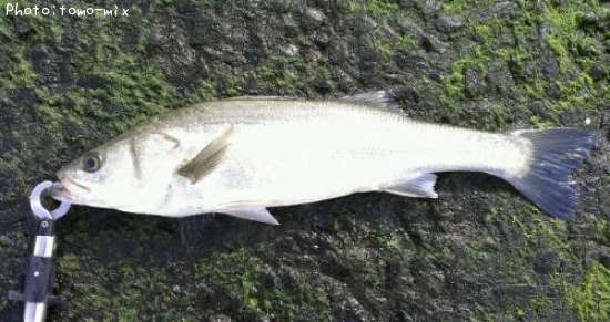 �����Х�