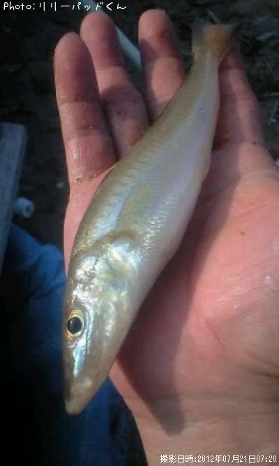 �ѡ���ԥ󥯤ε��ؿ�