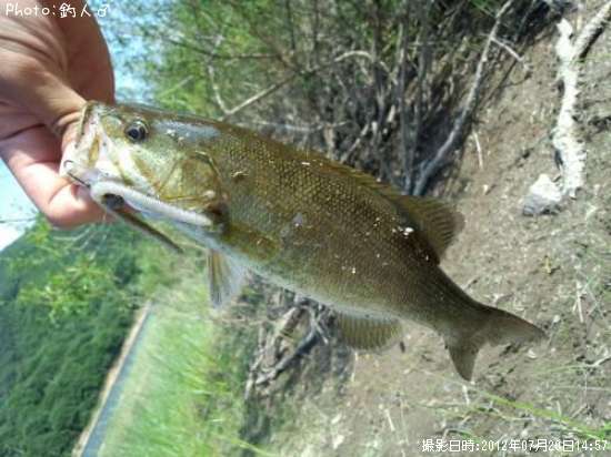 ���⡼��ޥ����Х�