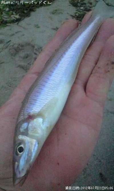 �ѡ���ԥ󥯤ε��ؿ�