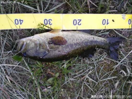 �֥�å��Х�