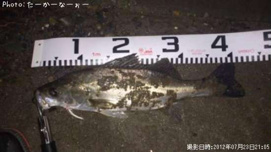 �����Х�