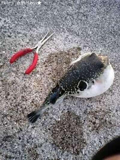 �ȥ�ե�����