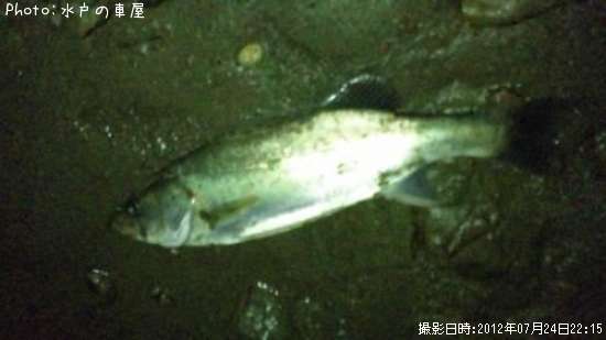 �����Х�