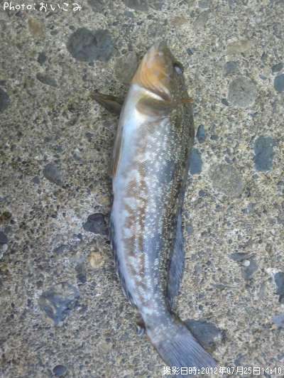 �����ʥ�