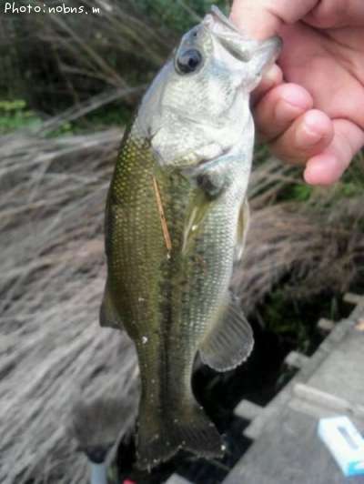 �֥�å��Х�