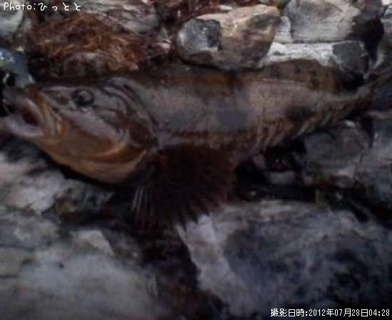 �����ʥ�