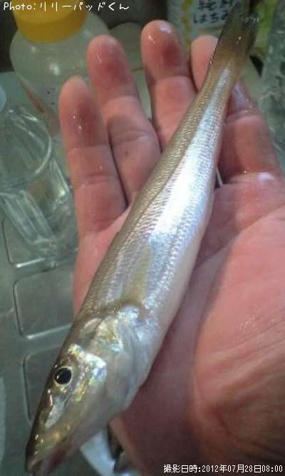 �ѡ���ԥ󥯤ε��ؿ�