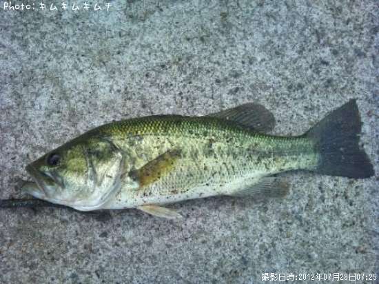 �֥�å��Х�