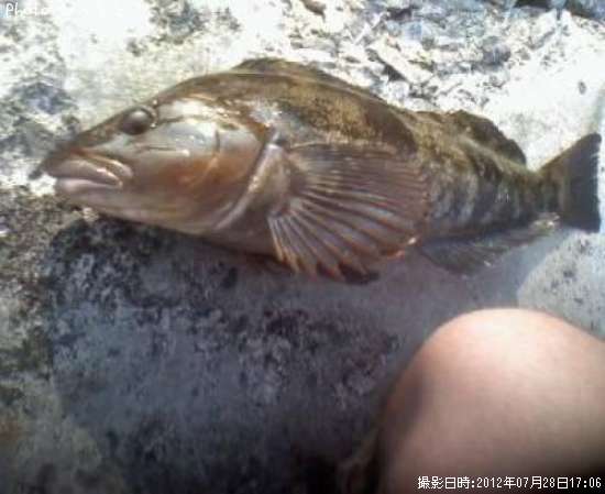 �����ʥ�