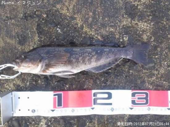 �����ʥ�