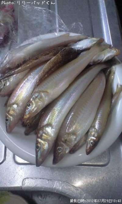 �ѡ���ԥ󥯤ε��ؿ�