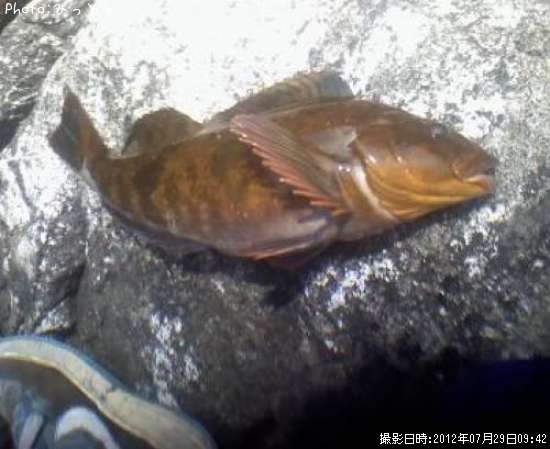 �����ʥ�