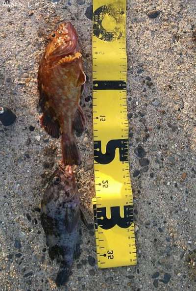 ����������饽��