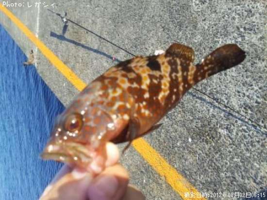 �����ϥ�