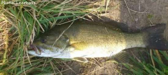 ���⡼��ޥ����Х�