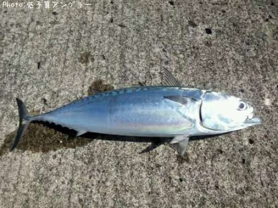 ���������ĥ�