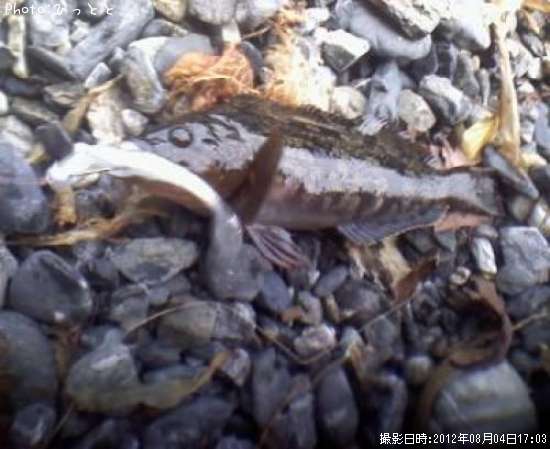 �����ʥ�