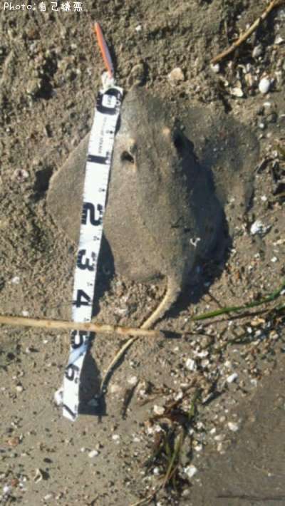 �����â��ʡ��䡲��ˡ�