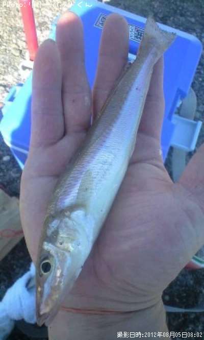 �ѡ���ԥ󥯤ε��ؿ�