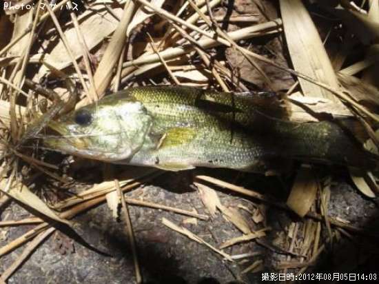 �֥�å��Х�