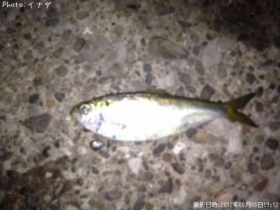 ���ä�Ĺ��