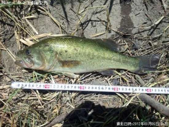 �֥�å��Х�