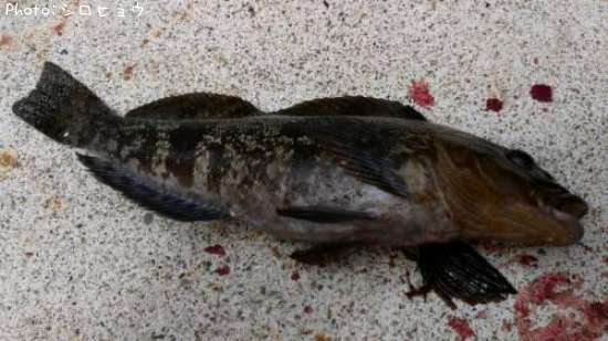 �����ʥ�