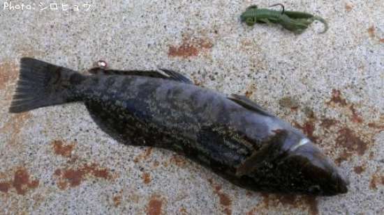 �����ʥ�