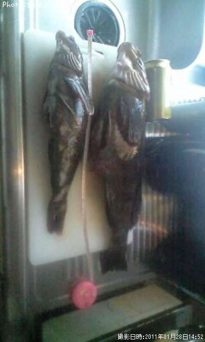 �����ʥ�