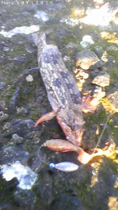 �����ʥ�