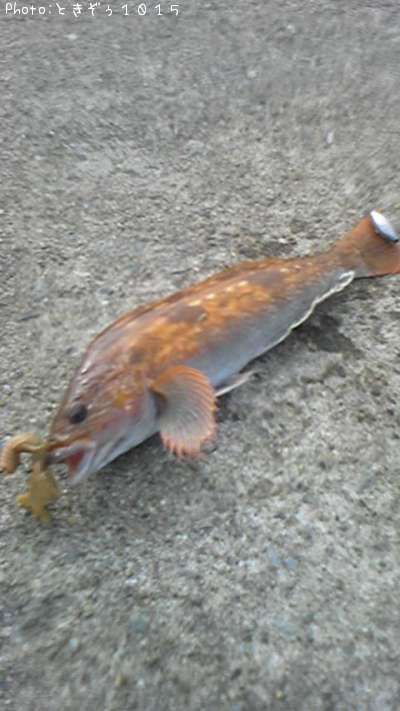 �����ʥ�