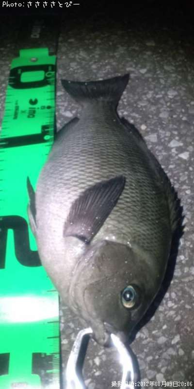 �᥸�ʡ���Х�