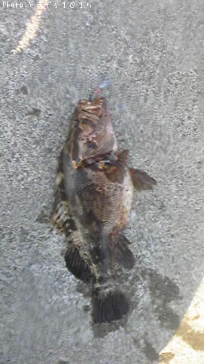 �٥å�������