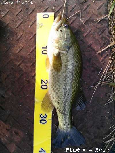 �֥�å��Х�