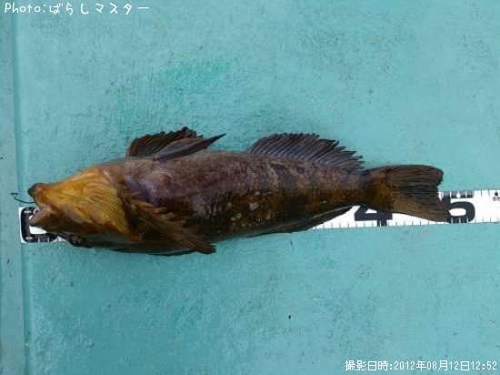 �����ʥ�