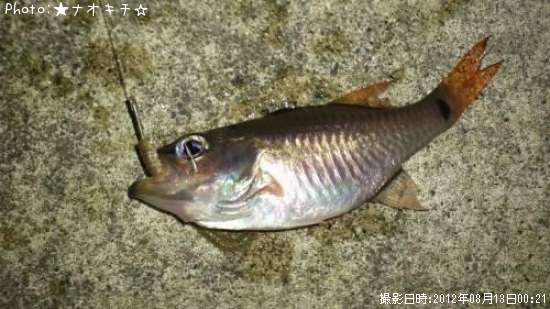 �ͥ�֥ĥ���