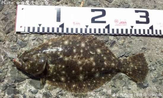 �����ʥҥ���