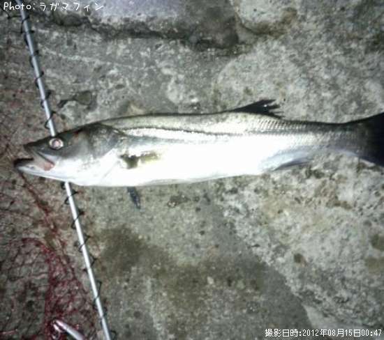 �����Х�