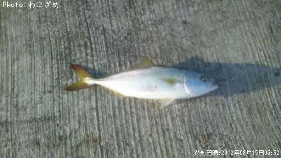 �����å�