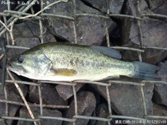 �֥�å��Х�