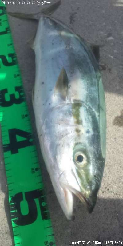 ���ʥ���������������